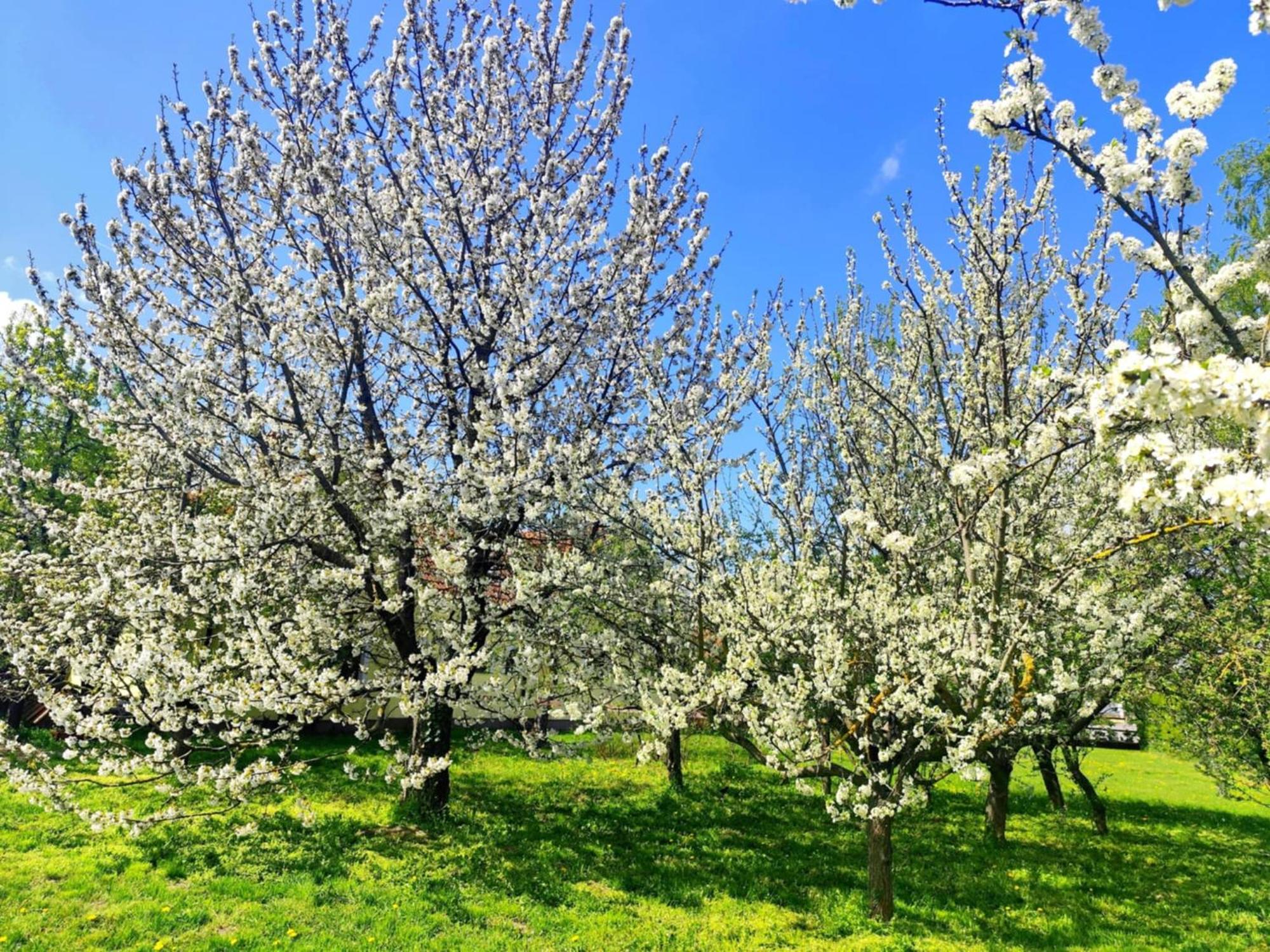 Idylicky Rodinny Penzion Arkadia Pri Dunajskej Cyklotrase Kyselica Buitenkant foto